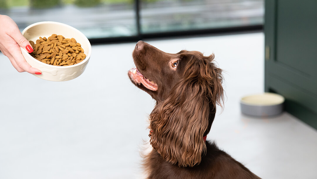 Pet greyhound clearance food